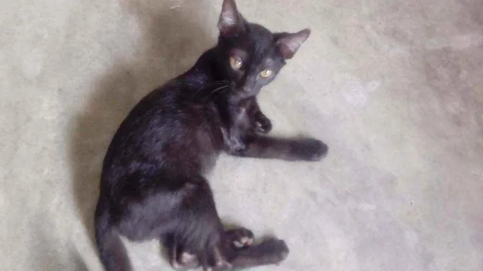 Gato ra a Siamês idade 2 a 6 meses nome Não tem nomes ainda