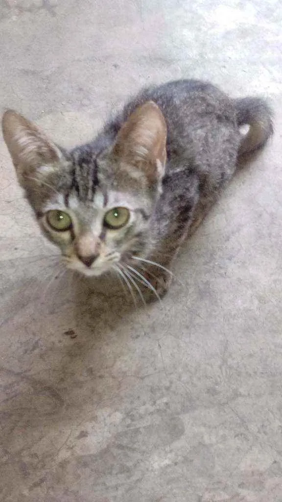 Gato ra a Siamês idade 2 a 6 meses nome Não tem nomes ainda
