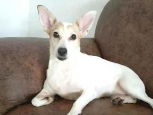 Cachorro raça  idade 3 anos nome Estrela (Ad especial