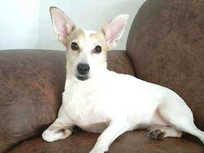 Cachorro ra a  idade 3 anos nome Estrela (Ad especial