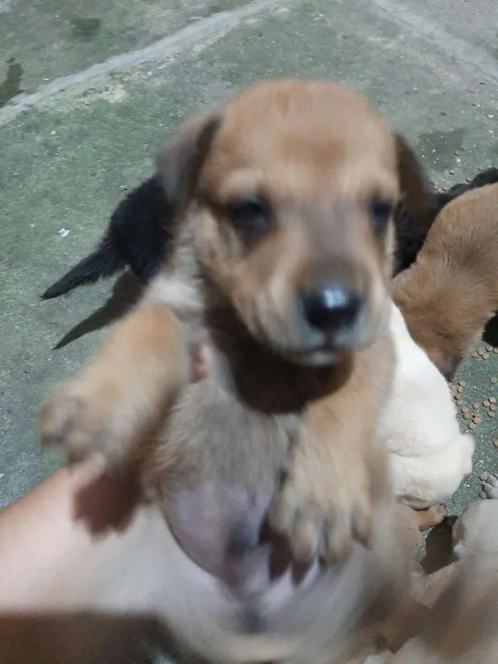 Cachorro raça  idade Abaixo de 2 meses nome sem nome