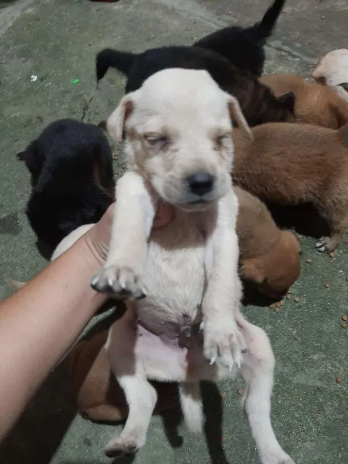 Cachorro raça  idade Abaixo de 2 meses nome sem nome
