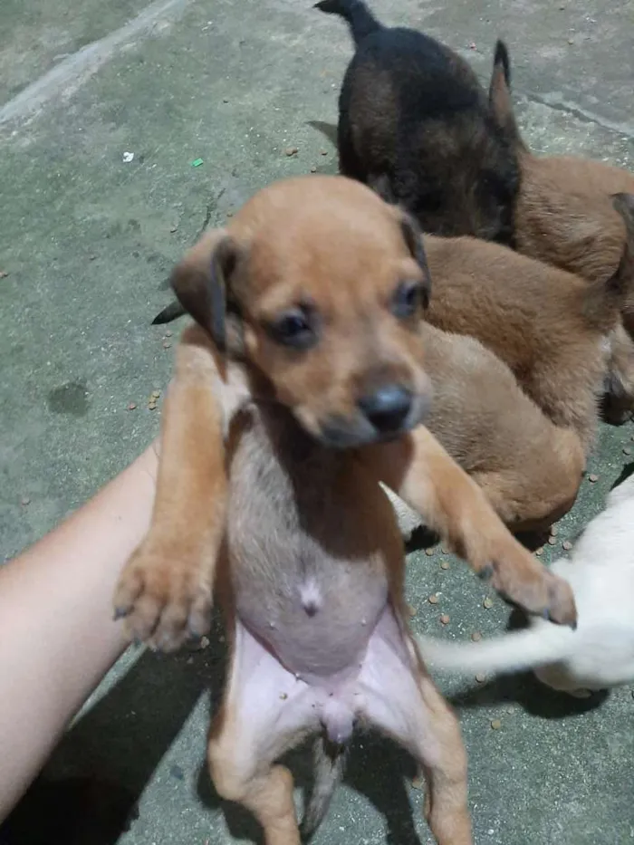 Cachorro raça  idade Abaixo de 2 meses nome sem nome