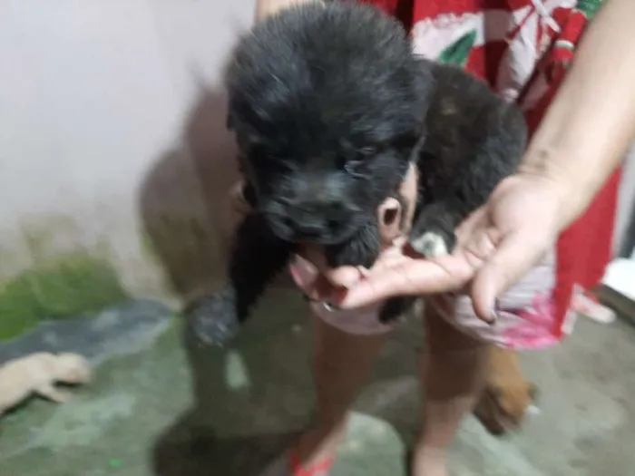 Cachorro raça  idade Abaixo de 2 meses nome sem nome
