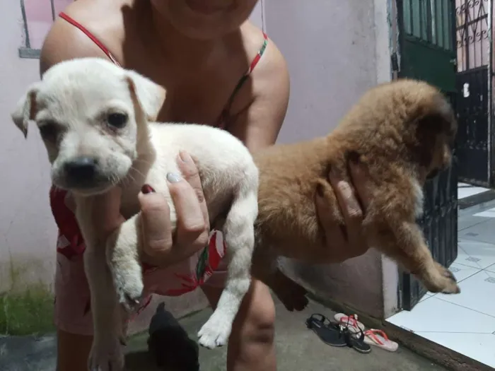 Cachorro raça  idade Abaixo de 2 meses nome sem nome