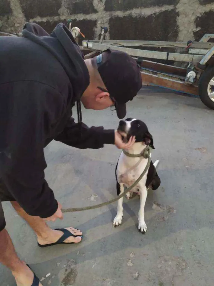 Cachorro ra a Vira Lata idade 4 anos nome Sol