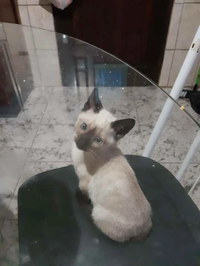 Gato ra a Siamês  idade 2 a 6 meses nome Romeu
