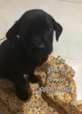 Juju