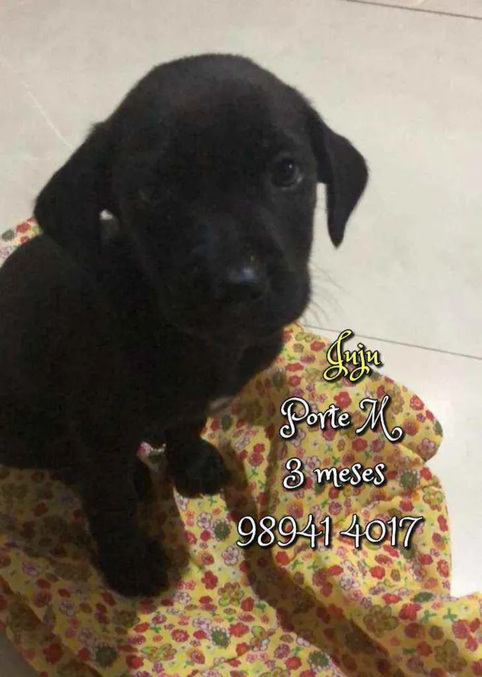 Cachorro raça SRD idade 2 a 6 meses nome Juju