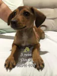 Lili 