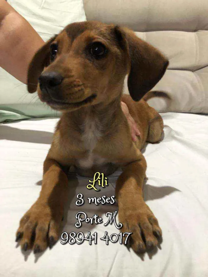 Cachorro raça SRD idade 2 a 6 meses nome Lili 