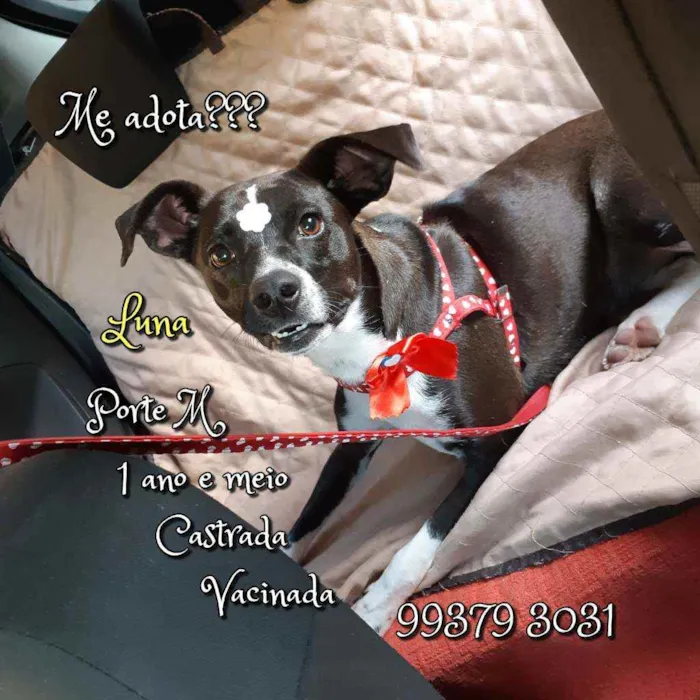 Cachorro raça SRD idade 1 ano nome Luna