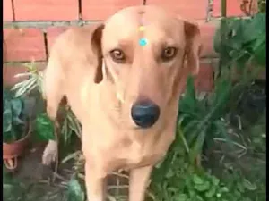 Cachorro raça  idade 1 ano nome Julie 