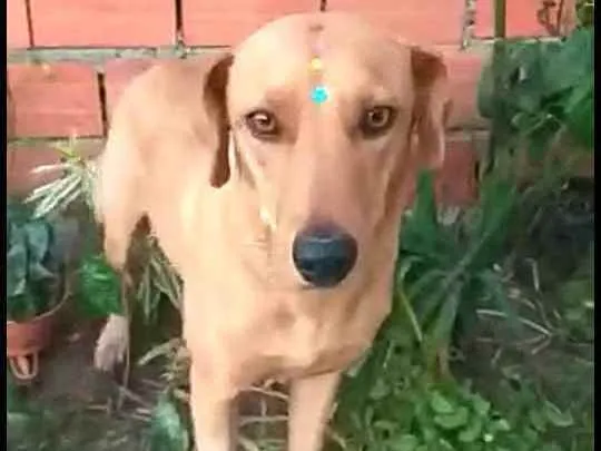 Cachorro ra a  idade 1 ano nome Julie 