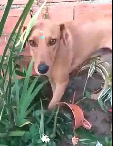 Cachorro ra a  idade 1 ano nome Julie 