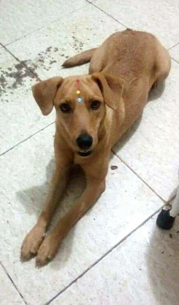 Cachorro ra a  idade 1 ano nome Julie 