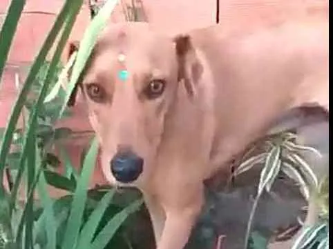 Cachorro ra a  idade 1 ano nome Julie 