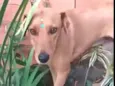 Julie