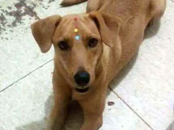 Cachorro ra a  idade 1 ano nome Julie 