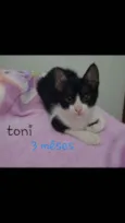Toni