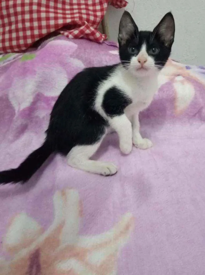 Gato ra a Srd idade 2 a 6 meses nome Toni