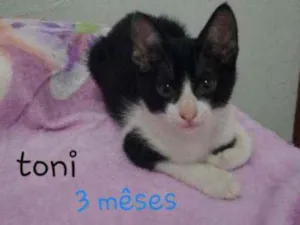Gato raça Srd idade 2 a 6 meses nome Toni