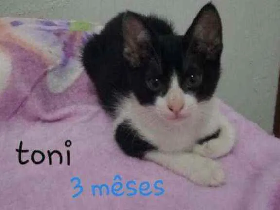 Gato ra a Srd idade 2 a 6 meses nome Toni