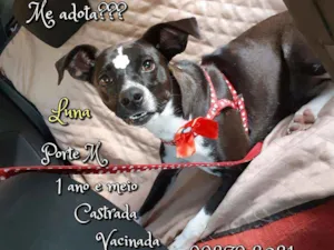 Cachorro raça SRD idade 1 ano nome Luna