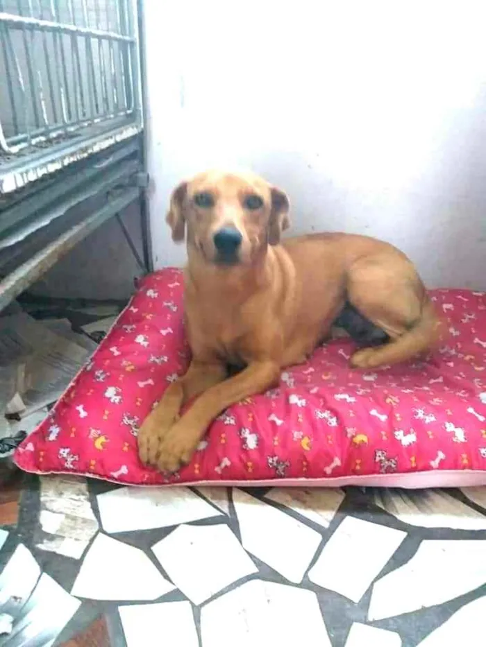 Cachorro ra a  idade 1 ano nome Julie 