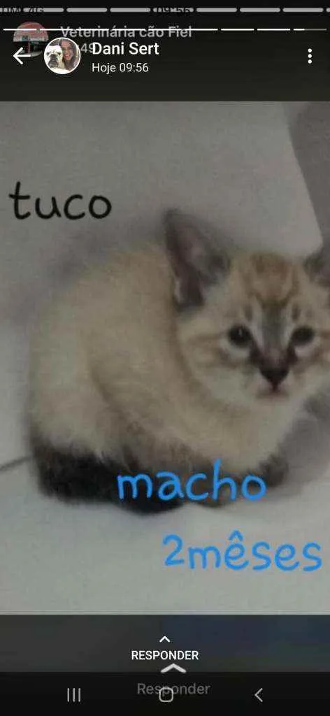 Gato ra a Srd idade 2 a 6 meses nome Tuco