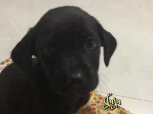 Cachorro raça SRD idade 2 a 6 meses nome Juju
