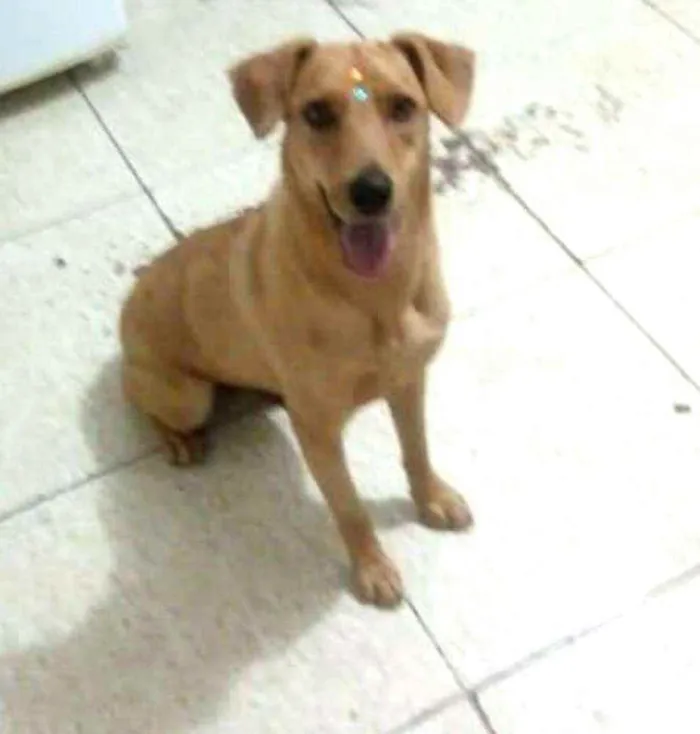 Cachorro ra a  idade 1 ano nome Julie 