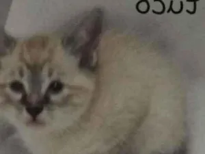Gato raça Srd idade 2 a 6 meses nome Tuco