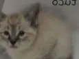 Tuco