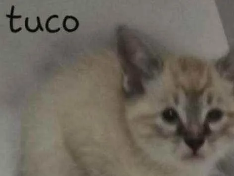 Gato ra a Srd idade 2 a 6 meses nome Tuco
