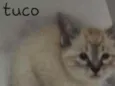 Tuco