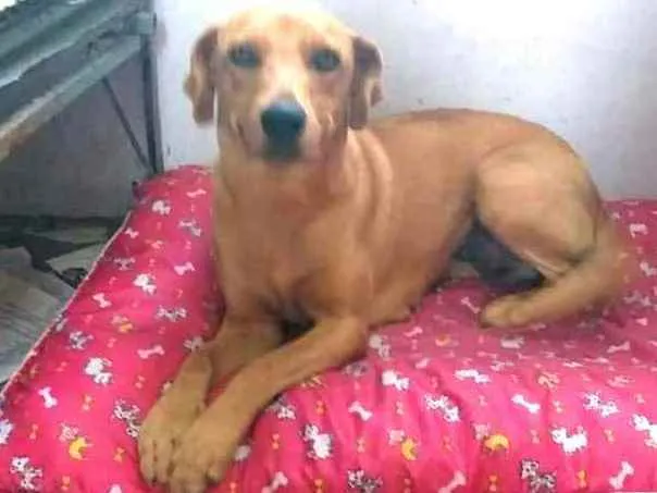 Cachorro ra a  idade 1 ano nome Julie 