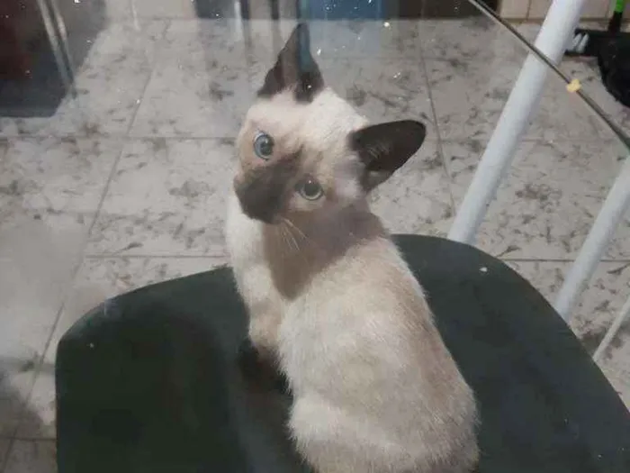 Gato ra a Siamês  idade 2 a 6 meses nome Romeu