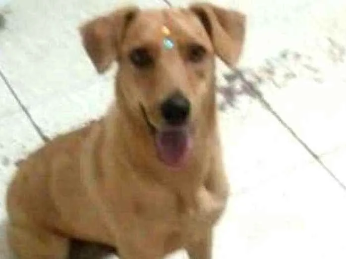 Cachorro ra a  idade 1 ano nome Julie 