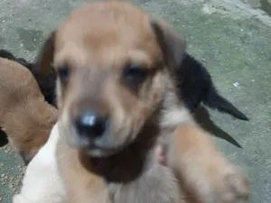 Cachorro raça  idade Abaixo de 2 meses nome sem nome