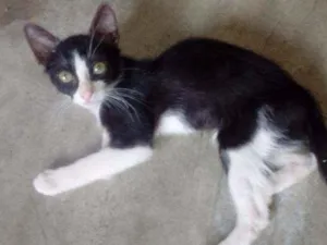 Gato raça Siamês idade 2 a 6 meses nome Não tem nomes ainda