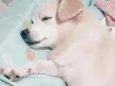 Belinha