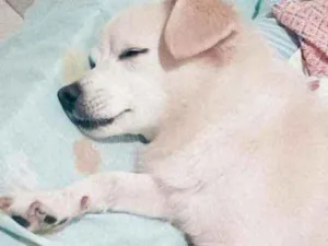 Cachorro raça Raça não definidq idade 6 ou mais anos nome Belinha
