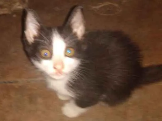 Gato ra a de rua idade 2 a 6 meses nome Orpheus