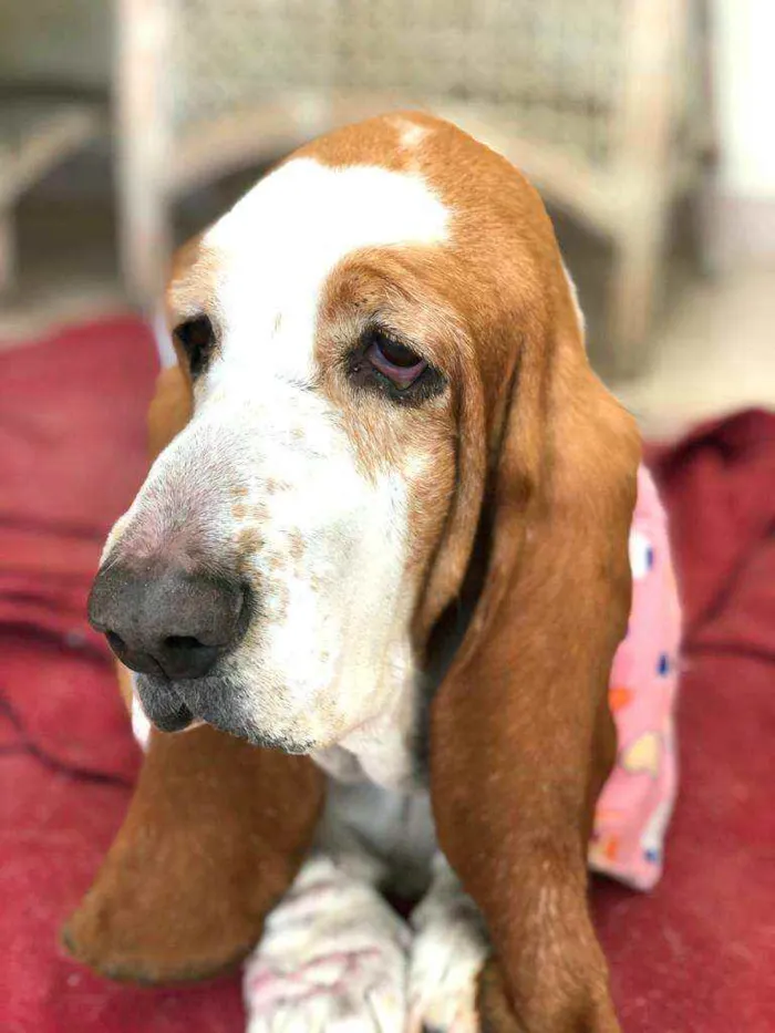 Cachorro ra a Basset Hound  idade 5 anos nome Meggie 