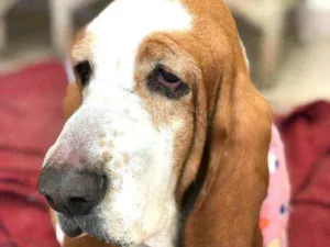 Cachorro raça Basset Hound  idade 5 anos nome Meggie 