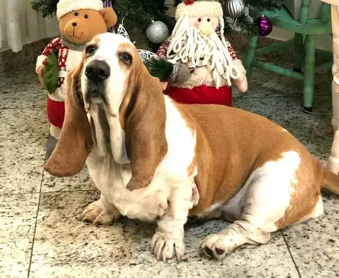 Cachorro ra a Basset Hound  idade 5 anos nome Meggie 