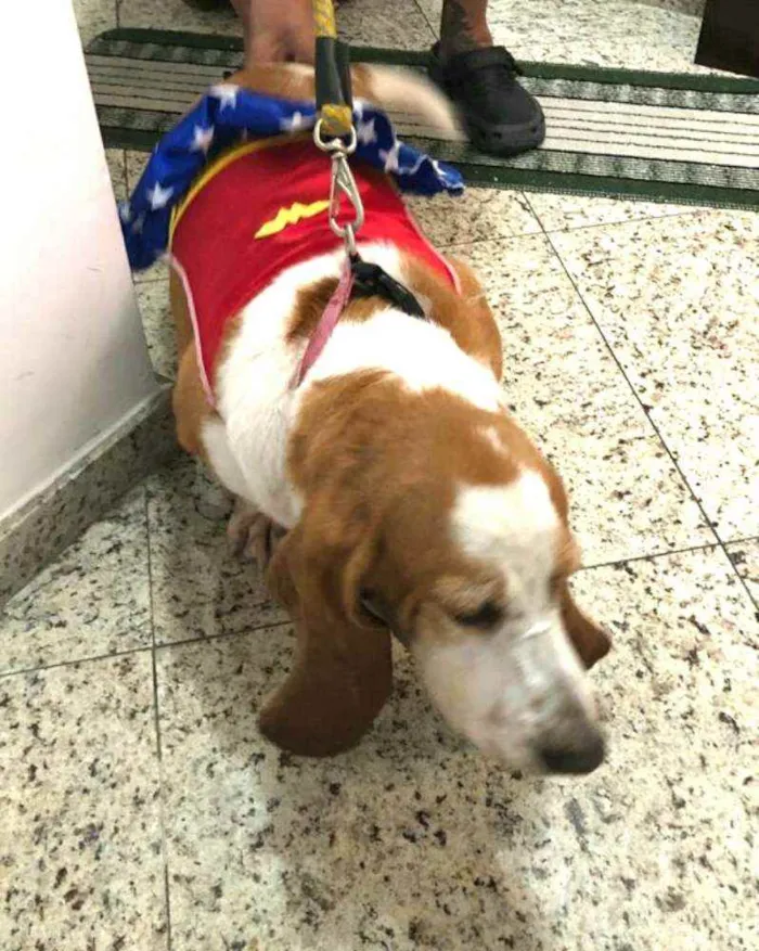 Cachorro ra a Basset Hound  idade 5 anos nome Meggie 