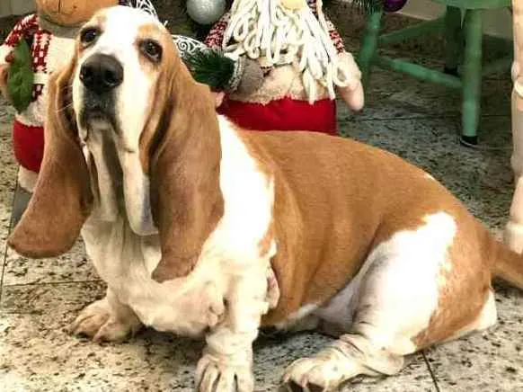 Cachorro ra a Basset Hound  idade 5 anos nome Meggie 
