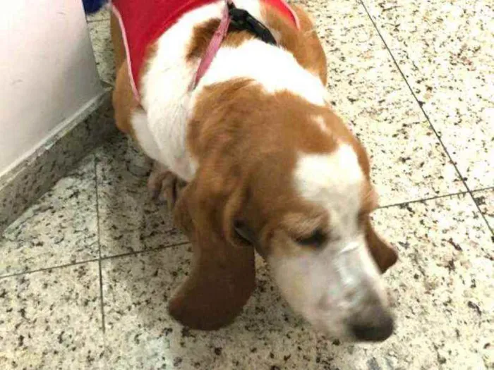 Cachorro ra a Basset Hound  idade 5 anos nome Meggie 